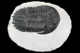 Detailed Hollardops Trilobite - Visible Eye Facets #106836-1